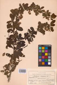 Барбарис обыкновенный L., Восточная Европа, Центральный район (E4) (Россия)