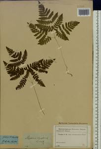 Голокучник обыкновенный (L.) Newman, Восточная Европа, Северо-Западный район (E2) (Россия)