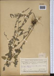 Марь белая L., Средняя Азия и Казахстан, Муюнкумы, Прибалхашье и Бетпак-Дала (M9) (Казахстан)