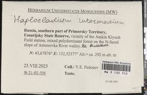 Haplocladium microphyllum (Sw. ex Hedw.) Müll. Hal., Гербарий мохообразных, Мхи - Дальний Восток (без Чукотки и Камчатки) (B20) (Россия)