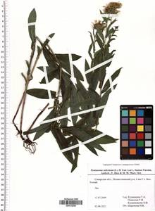 Pentanema salicinum (L.) D. Gut. Larr., Santos-Vicente, Anderb., E. Rico & M. M. Mart. Ort., Восточная Европа, Средневолжский район (E8) (Россия)