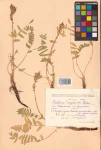 Oxytropis campestris subsp. rishiriensis (Matsum.) Toyok., Сибирь, Дальний Восток (S6) (Россия)