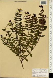 Hypericum uralum Buch.-Ham. ex D. Don, Зарубежная Азия (ASIA) (Индия)