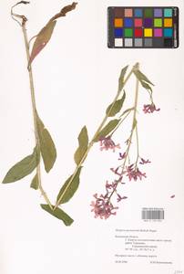 Вечерница густоволосистая Borbás & Degen, Восточная Европа, Центральный район (E4) (Россия)