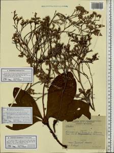 Limonium gmelini (Willd.) Kuntze, Восточная Европа, Южно-Украинский район (E12) (Украина)