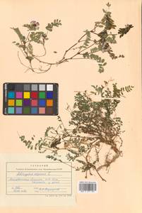 Астрагал альпийский L., Сибирь, Чукотка и Камчатка (S7) (Россия)