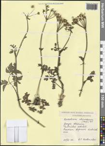 Борщевик аирный (Hoffm.) DC., Кавказ, Грузия (K4) (Грузия)