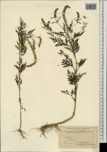 Амброзия полынелистная L., Кавказ, Абхазия (K4a) (Абхазия)