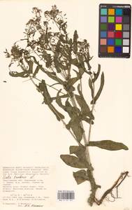 Вайда красильная L., Восточная Европа, Нижневолжский район (E9) (Россия)