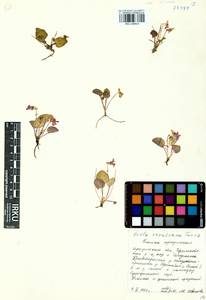 Viola tenuicornis subsp. ircutiana (Turcz.) Espeut, Сибирь, Прибайкалье и Забайкалье (S4) (Россия)