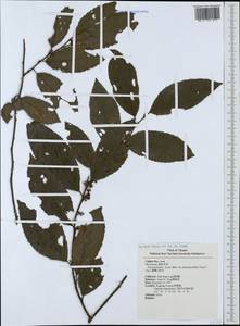 Maesa perlarius (Lour.) Merr., Зарубежная Азия (ASIA) (Тайвань)