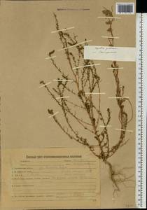 Бассия шерстистоцветковая (S. G. Gmel.) A. J. Scott, Восточная Европа, Белоруссия (E3a) (Белоруссия)