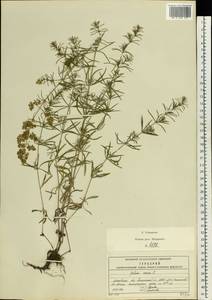 Подмаренник настоящий L., Восточная Европа, Московская область и Москва (E4a) (Россия)