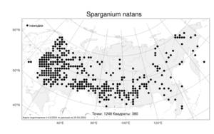 Sparganium natans, Ежеголовник плавающий L., Атлас флоры России (FLORUS) (Россия)