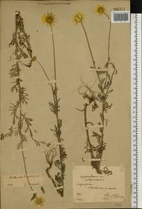 Cota tinctoria subsp. tinctoria, Восточная Европа, Северо-Украинский район (E11) (Украина)