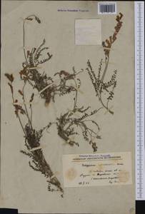 Hedysarum macedonicum Bornm., Западная Европа (EUR) (Северная Македония)