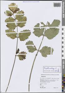 Бедренец камнеломковый, Бедренец-камнеломка L., Сибирь, Прибайкалье и Забайкалье (S4) (Россия)