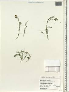 Лядвенец рактиниковый L., Зарубежная Азия (ASIA) (Кипр)