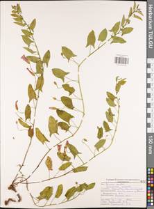 Вьюнок полевой L., Восточная Европа, Центральный район (E4) (Россия)