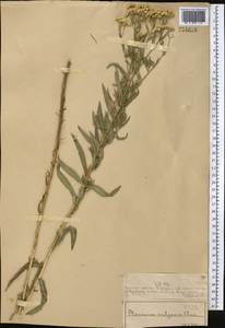 Achillea salicifolia subsp. salicifolia, Средняя Азия и Казахстан, Муюнкумы, Прибалхашье и Бетпак-Дала (M9) (Казахстан)