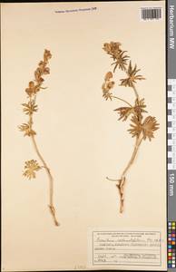 Борец круглолистный Kar. & Kir., Средняя Азия и Казахстан, Северный и Центральный Тянь-Шань (M4) (Киргизия)