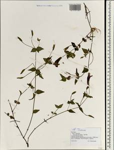 Torenia violacea (Azaola ex Blanco) Pennell, Зарубежная Азия (ASIA) (Вьетнам)