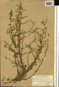 Полынь равнинная, Полынь полевая L., Восточная Европа, Нижневолжский район (E9) (Россия)