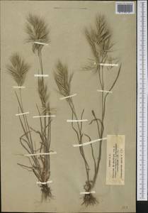 Костер кровельный L., Средняя Азия и Казахстан, Муюнкумы, Прибалхашье и Бетпак-Дала (M9) (Казахстан)