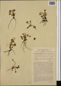 Ranunculus crenatus Descr., Западная Европа (EUR) (Италия)