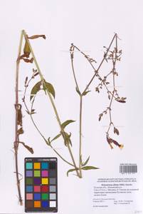 Дрема белая (Mill.) Greuter & Burdet, Восточная Европа, Центральный район (E4) (Россия)