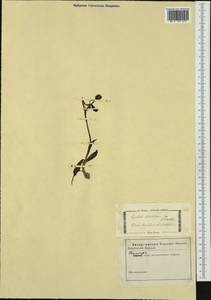 Ophrys bertolonii Moretti, Западная Европа (EUR) (Неизвестно)