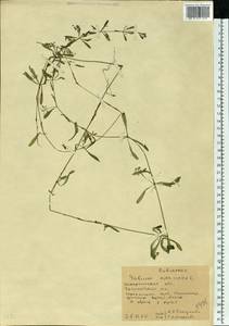 Подмаренник цепкий L., Восточная Европа, Западно-Украинский район (E13) (Украина)