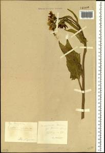 Vickifunkia robusta (Ledeb.) C. Ren, L. Wang, I. D. Illar. & Q. E. Yang, Сибирь, Алтай и Саяны (S2) (Россия)
