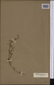 Thecagonum biflorum (L.) Babu, Америка (AMER) (Неизвестно)