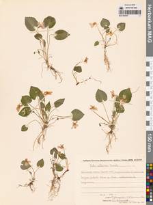 Фиалка Селькирка Pursh ex Goldie, Сибирь, Чукотка и Камчатка (S7) (Россия)