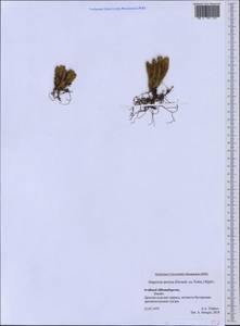 Huperzia selago subsp. appressa (Bach. Pyl. ex Desv.) D. Löve, Западная Европа (EUR) (Шпицберген и Ян-Майен)