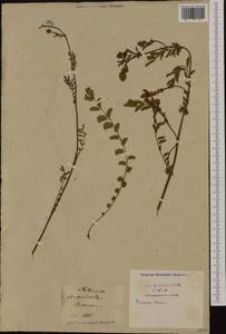Poterium sanguisorba subsp. sanguisorba, Западная Европа (EUR) (Франция)