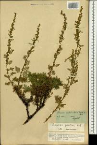 Artemisia stechmanniana Besser, Монголия (MONG) (Монголия)