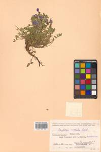 Остролодочник завернутый Ledeb., Сибирь, Чукотка и Камчатка (S7) (Россия)