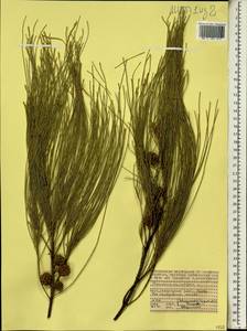 Казуарина хвощелистная L., Африка (AFR) (Сейшельские острова)