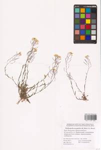 Резуховидка стрелолистная (M.Bieb.) Al-Shehbaz, O'Kane & R.A.Price, Восточная Европа, Нижневолжский район (E9) (Россия)