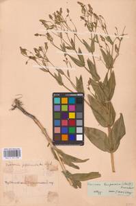 Gypsophila vaccaria (L.) Sm., Восточная Европа, Средневолжский район (E8) (Россия)