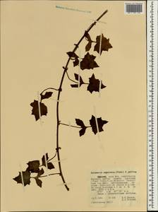 Solanecio angulatus (Vahl) C.Jeffrey, Африка (AFR) (Эфиопия)