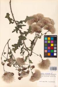 Бодяк полевой, Розовый осот (L.) Scop., Восточная Европа, Белоруссия (E3a) (Белоруссия)