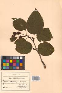 Ольха Максимовича Callier, Сибирь, Дальний Восток (S6) (Россия)