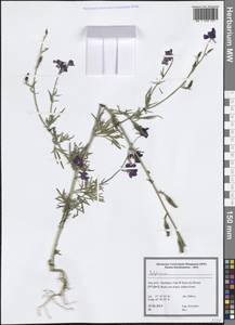 Живокость, Зарубежная Азия (ASIA) (Иран)