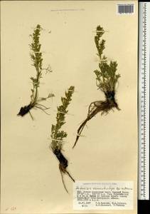 Artemisia pubescens var. monostachya (Bunge ex Maxim.) Y. R. Ling, Монголия (MONG) (Монголия)