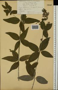 Подмаренник мареновидный L., Восточная Европа, Центральный лесостепной район (E6) (Россия)