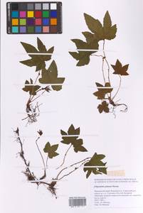 Filipendula digitata (Willd.) Bergmans, Сибирь, Дальний Восток (S6) (Россия)