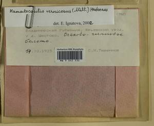 Hamatocaulis vernicosus (Mitt.) Hedenäs, Гербарий мохообразных, Мхи - Центральное Нечерноземье (B6) (Россия)